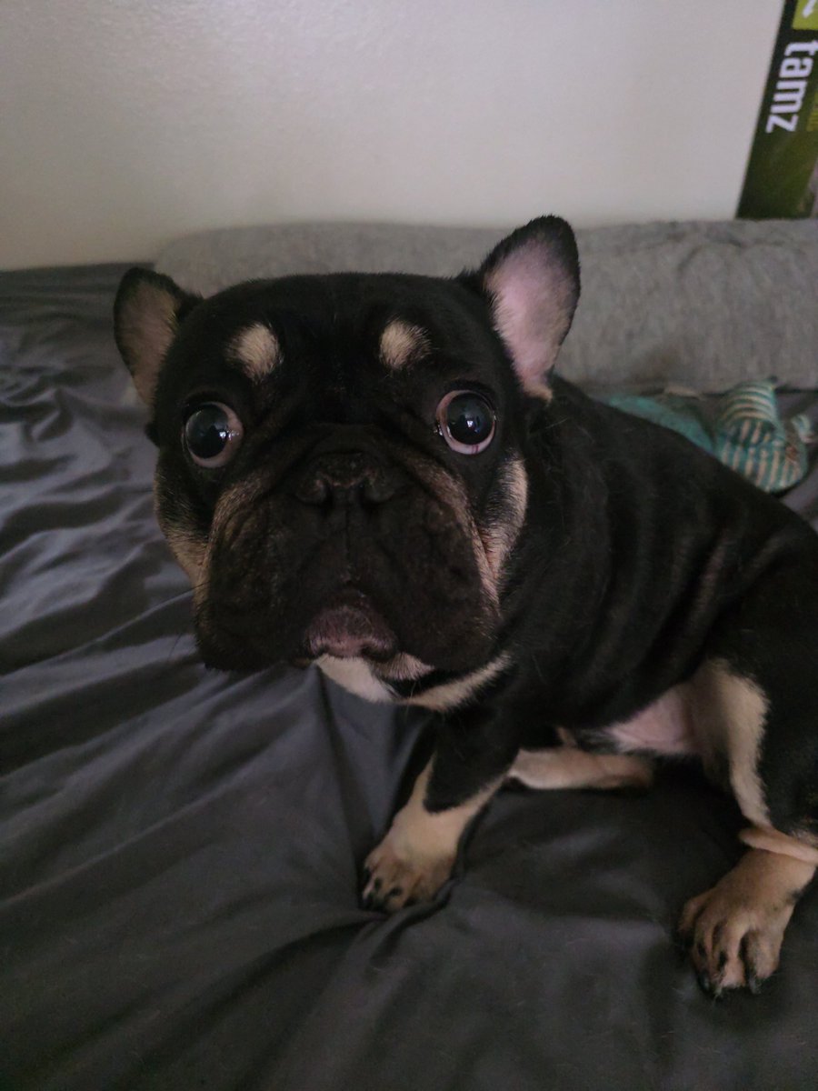 Twisted my foot chasing my dog. 

Went to work and walked 10k yesterday

Foot now very swollen

Same damn dog with his 40lbs ass just stepped on foot........

Help.......