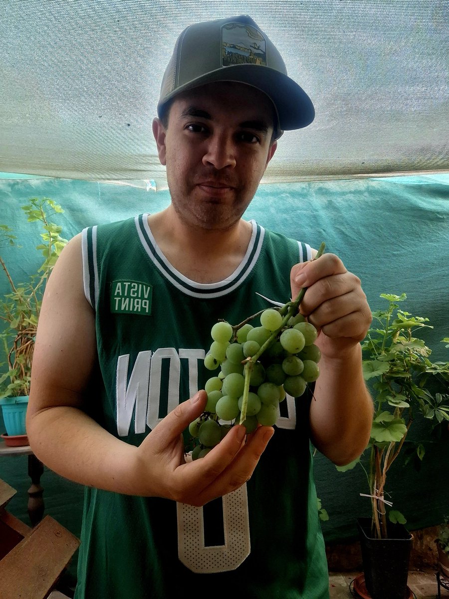Diaz_Rotten's tweet photo. Llegar del trabajo y encontrarse con Uva Moscatel de Alejandría 💚 #Graneros https://t.co/mYWe0eobrW