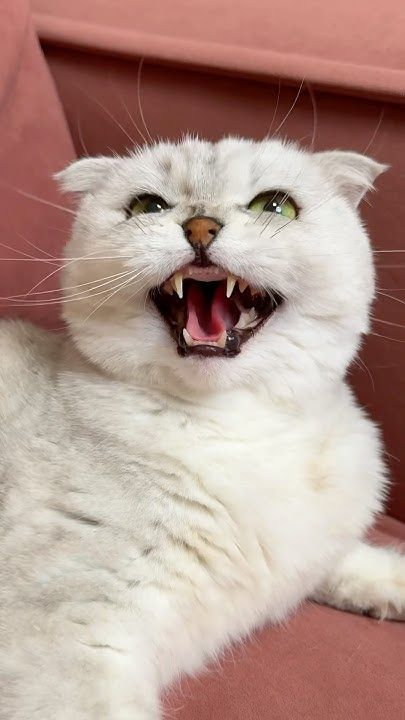 Estelle42587's tweet photo. Sonya 🙀 #cat #cats https://t.co/ZDCc1HMUEN