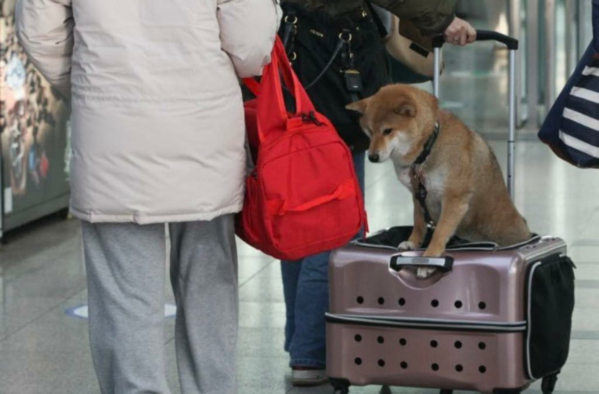 고향가는 강아지 사진들 나 이 시리즈 너무 좋아해 다들 맛있는거 많이 먹고와 ㅠ