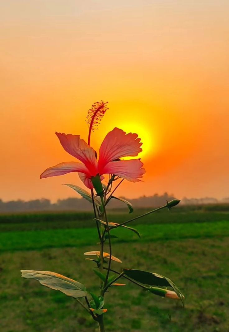 Good morning everyone 

Have a nice day 

So sweet and beautiful hot day

So peaceful day