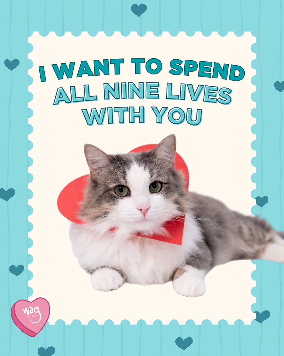 Wag Hotels tweet media