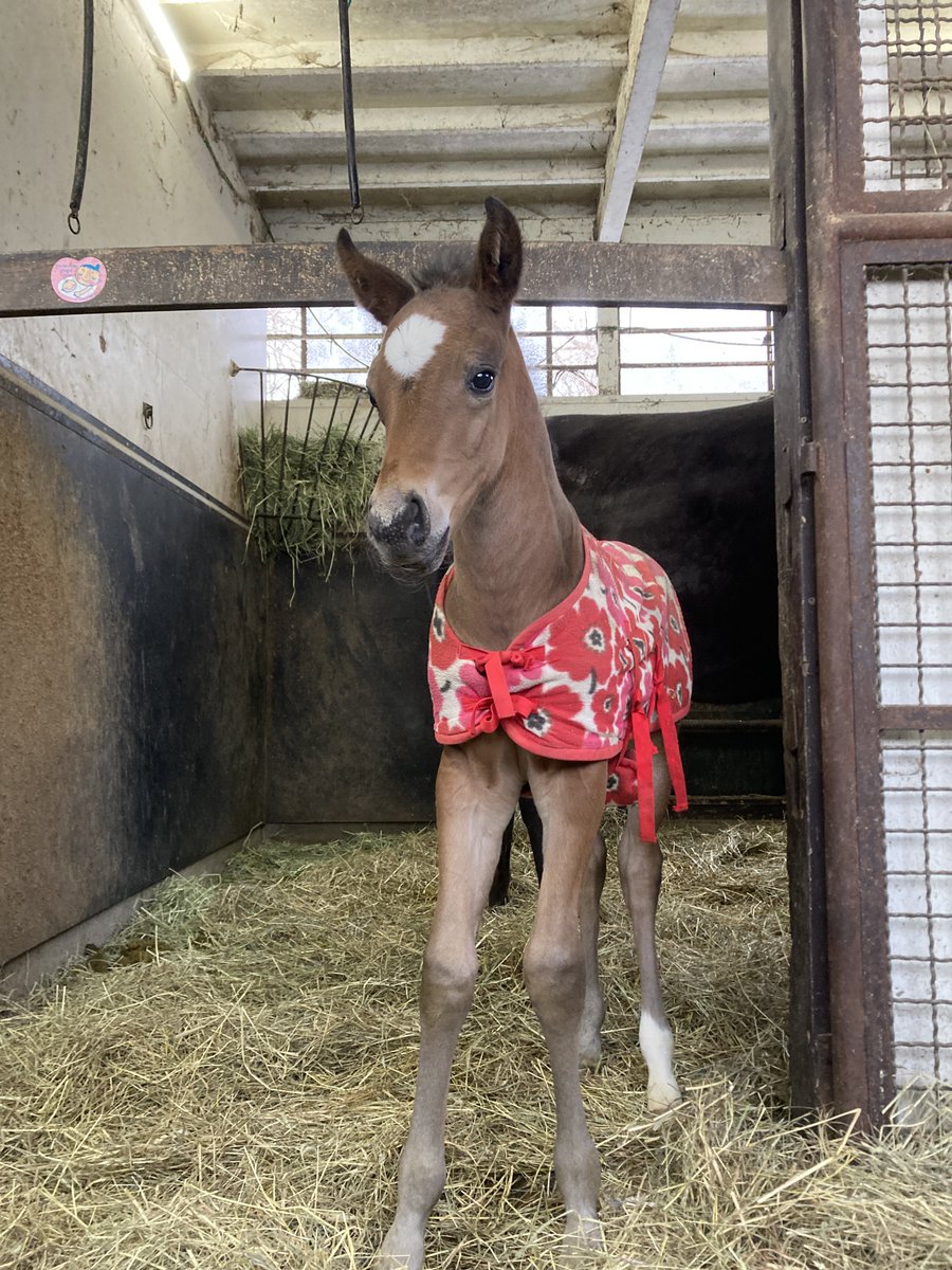 ぴよぴよ🐣

#シュシュブリーズ2026