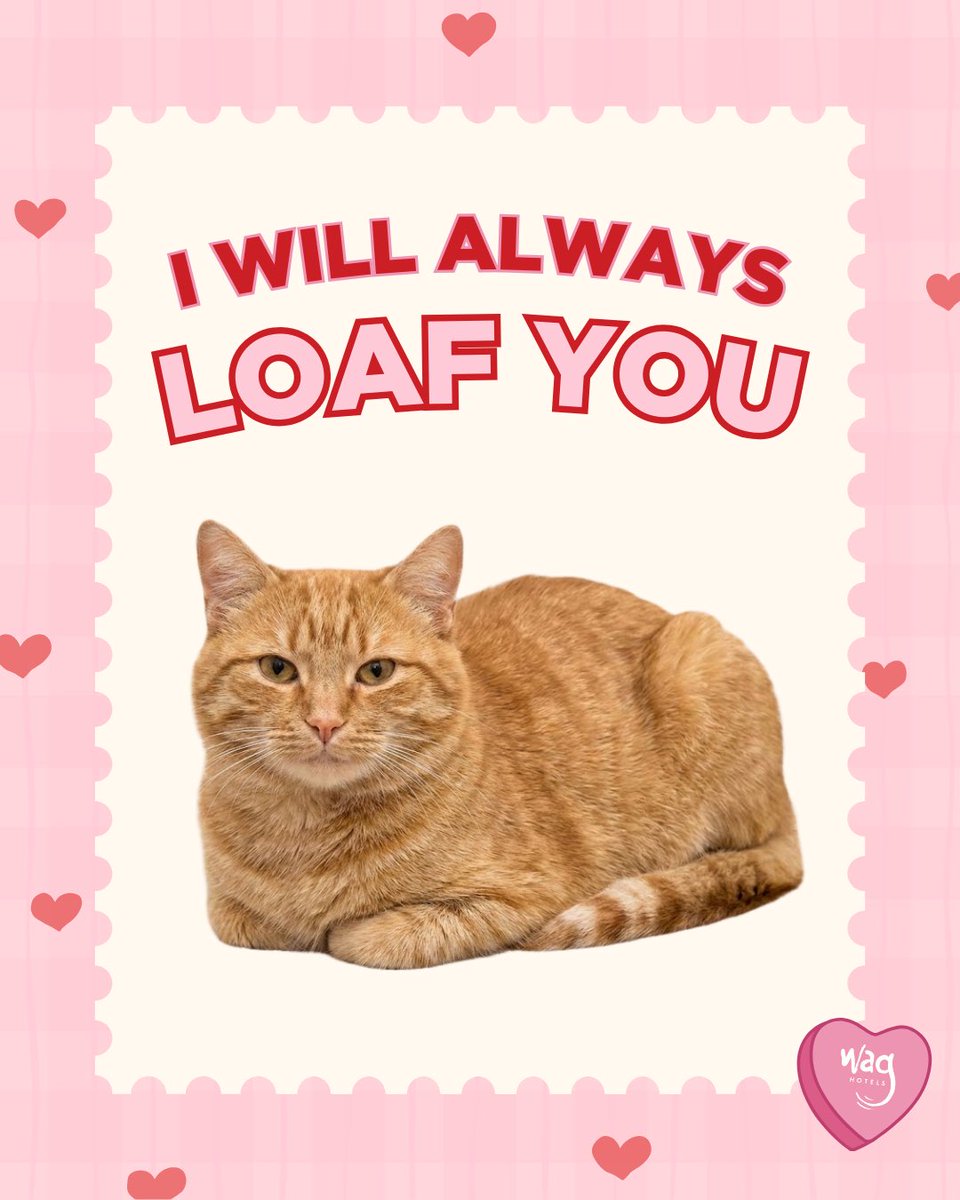 Wag Hotels tweet media