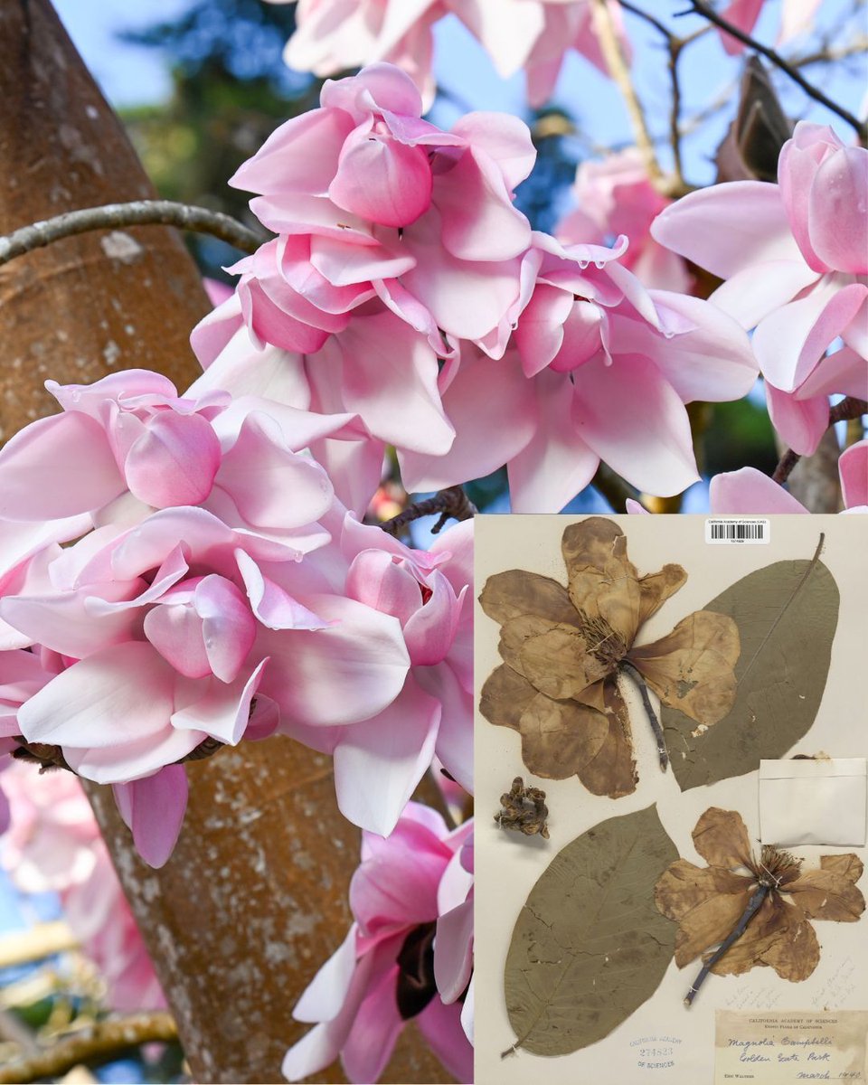 San Francisco Botanical Garden tweet media