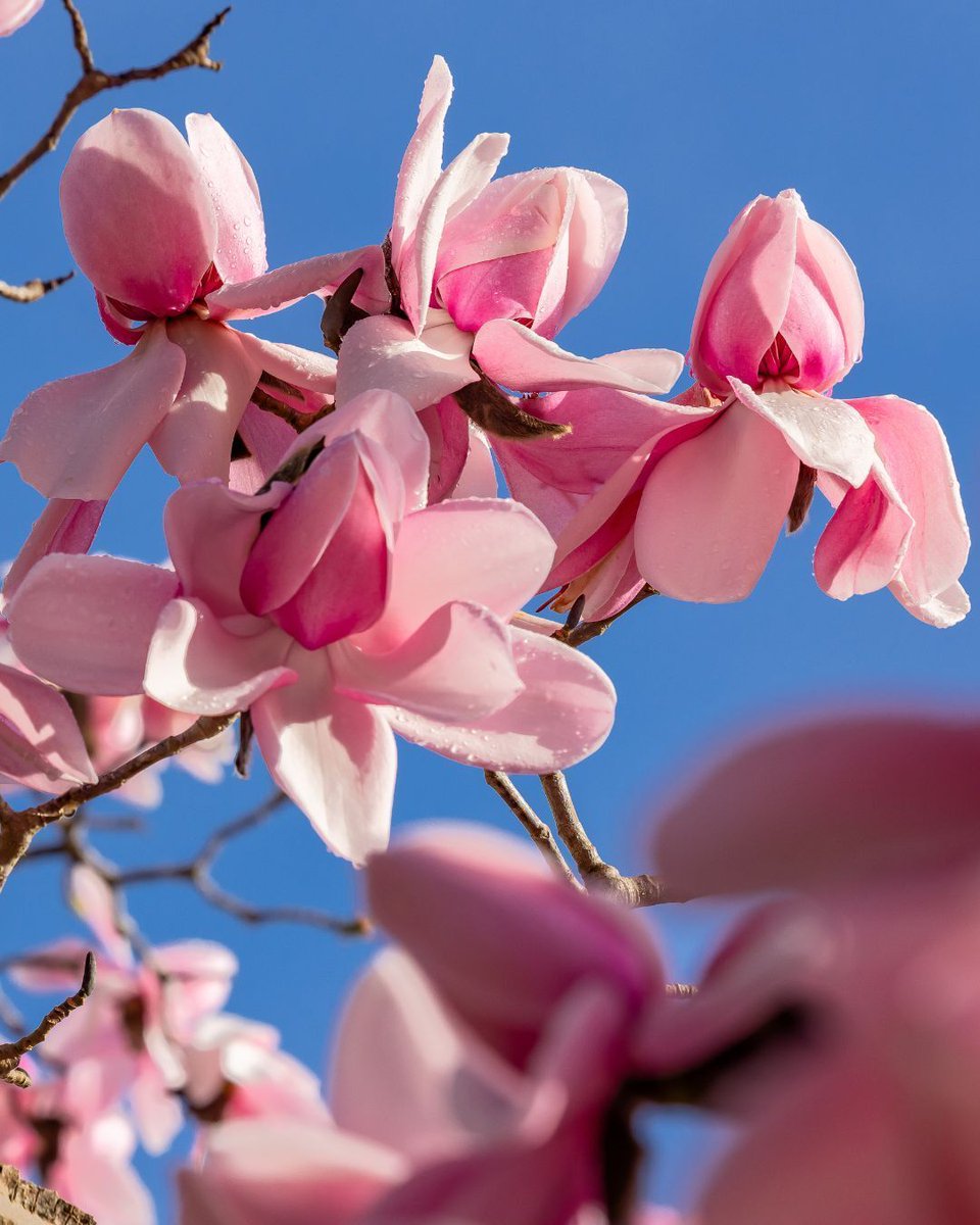 San Francisco Botanical Garden tweet media