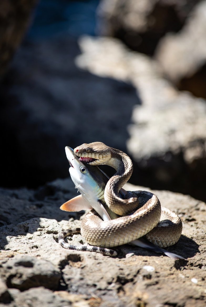I need to say: Snake 🐍 is eating Shark 🦈 

Sallar is doing great 

I am $ALL in Sallar