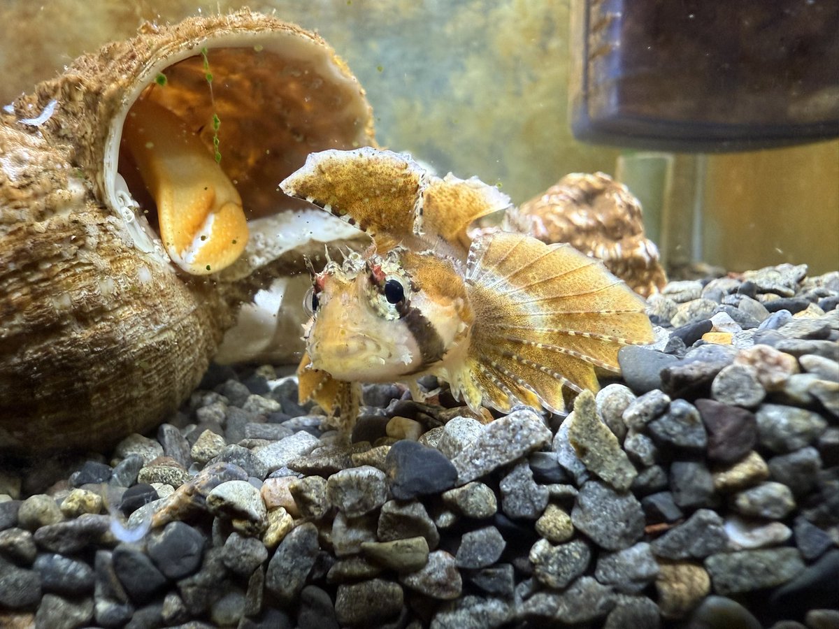 水族館にいそうな生き物