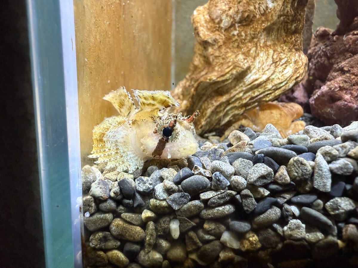 水族館にいそうな生き物