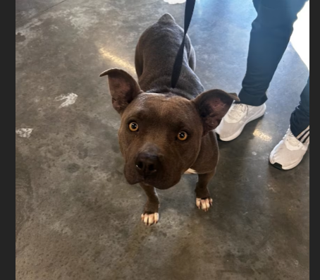 HollywoodDogs's tweet photo. At an overcrowded shelter in #Gautier, #MS, Dory -- a 4-year-old Pit Bull "who's as gentle as she is gorgeous"-- needs a forever home, a foster home, or rescue https://t.co/qi8IJ5DhXv #URGENT #PitBull #AdoptableDogofDay 🐶 https://t.co/bZkXgNrKZ1