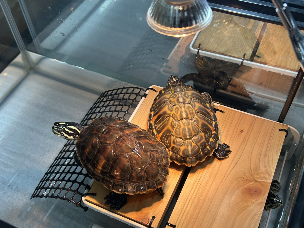 Quanta_Rep's tweet image. おはようございます。クーター界は平和で良いなと思ってみてたら先輩が新人いびってた。もっと広いの用意するんでお待ちください。
#フロリダレッドベリー