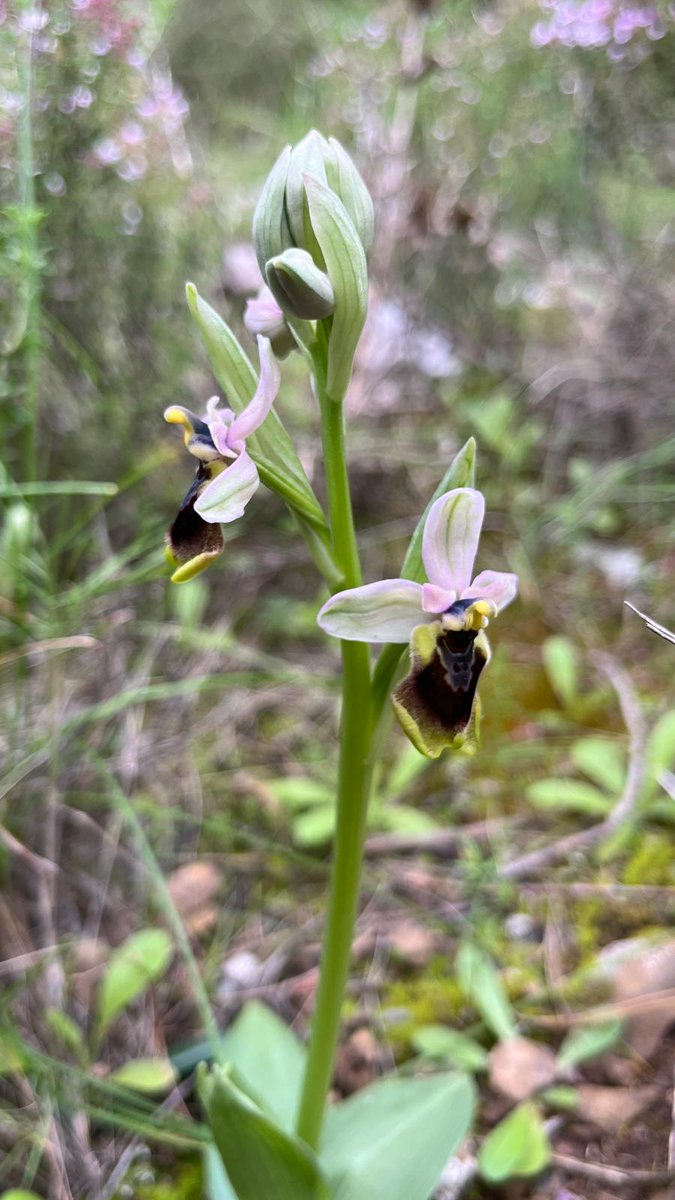 Salvemos Calblanque tweet media