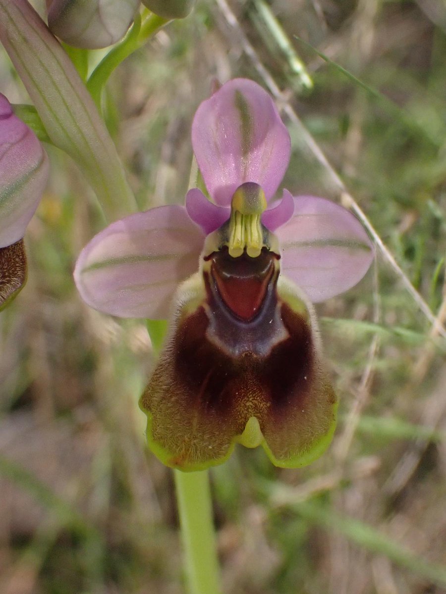 Salvemos Calblanque tweet media