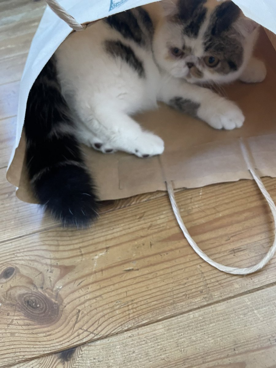 lp8835's tweet photo. 本日もめんこい😍

#愛猫 https://t.co/zLQPXcJpdn