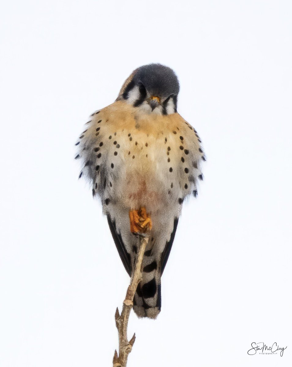 Another American Kestrel pic.  Remnants of lunch visible.