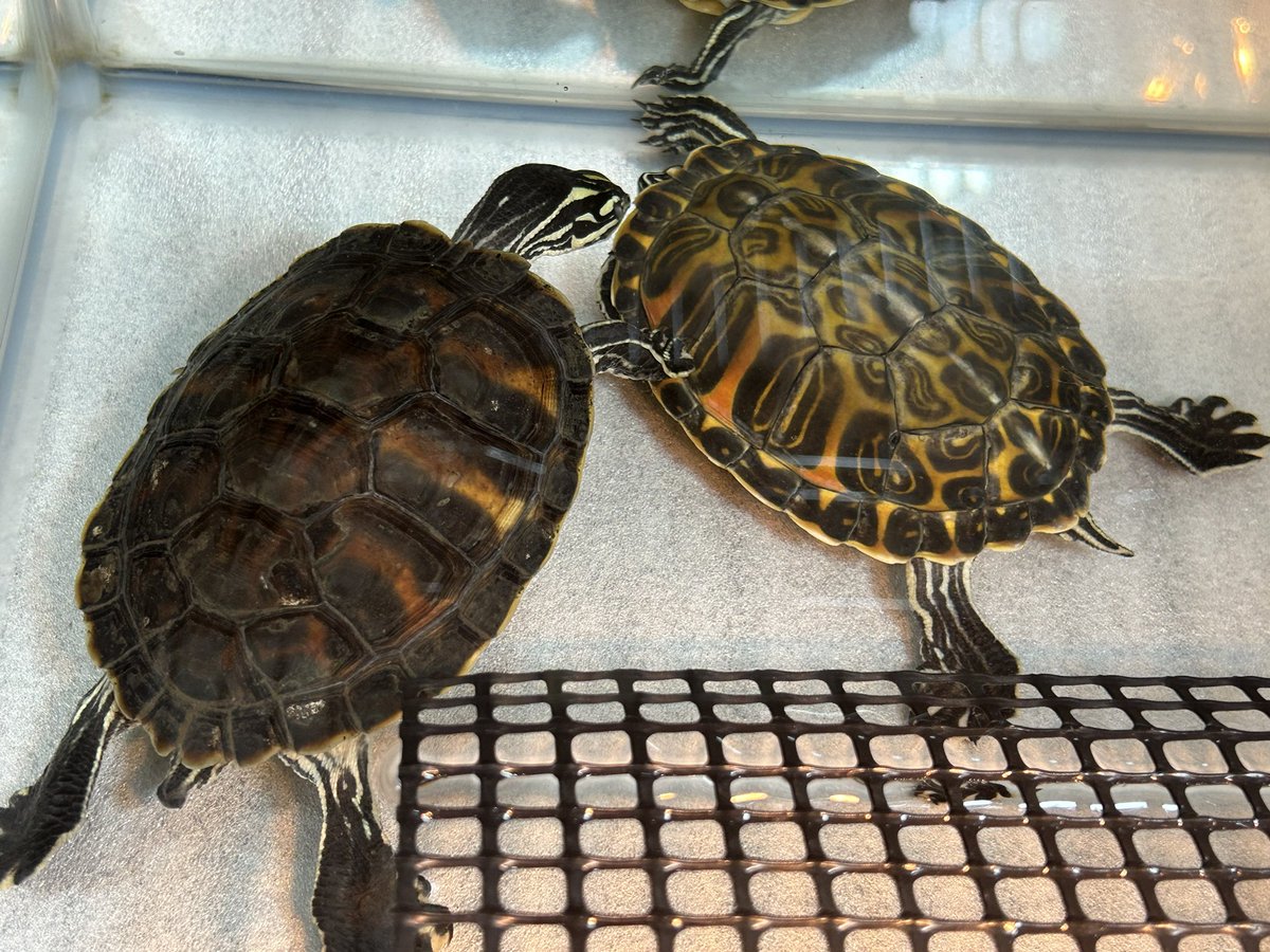 Quanta_Rep's tweet image. なんか詰め寄られてる。暴力はいけませんよ！