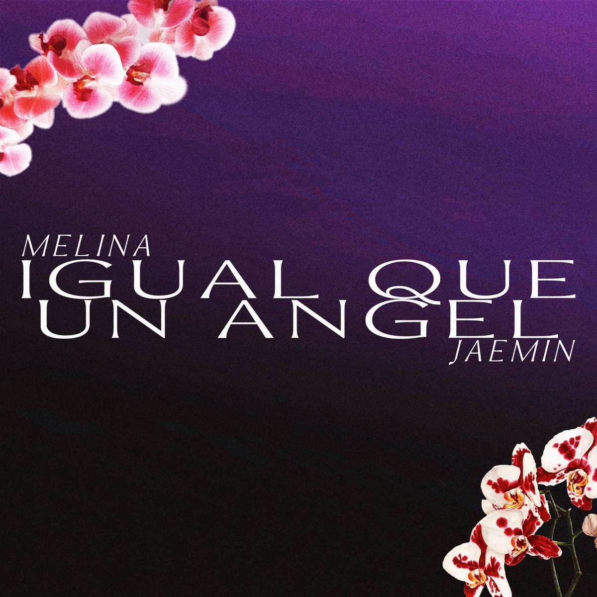 978inc's tweet photo. MELINA &amp; JAEMIN - "Igual Que Un Angel"

~💖 Valentine's Release 💖~

02. 14. 26 🌹

Pre-Save Today. 🪽

#978MUSIC #978VALENTINES https://t.co/2JTL7gd0jN