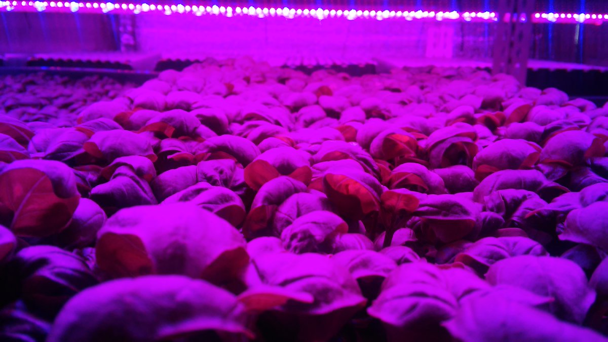 syst_innovation's tweet photo. Growing up together
#hydroponics #verticalfarming #agtech #indoorfarming #ledgrow https://t.co/Sd1uZVy8NN
