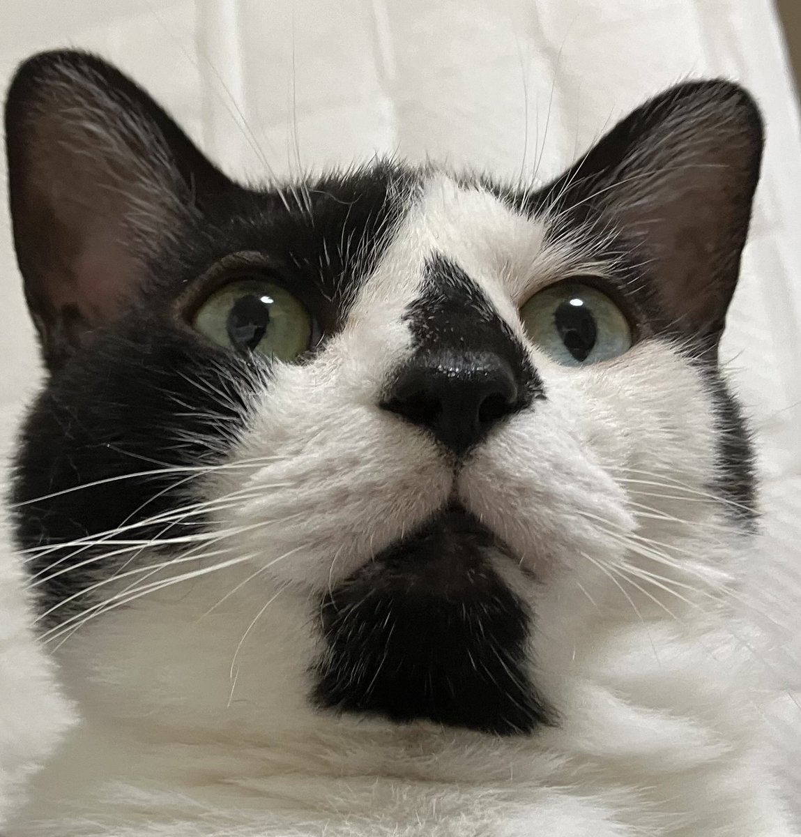 今年こそ
本命ちゅ〜る貰いたいニャ

#バレンタインデー