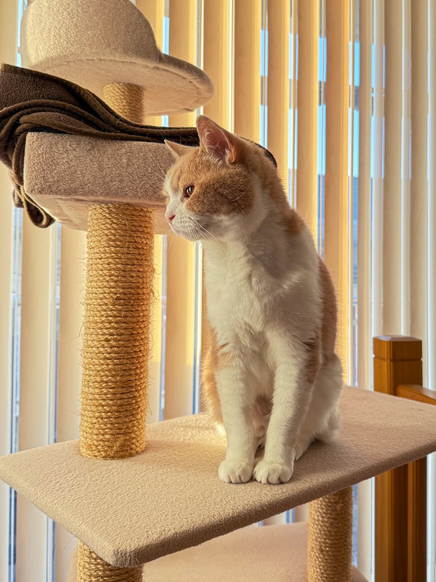 おはようございます。 今朝の、ちゃちゃまる君です。 #猫 #cat