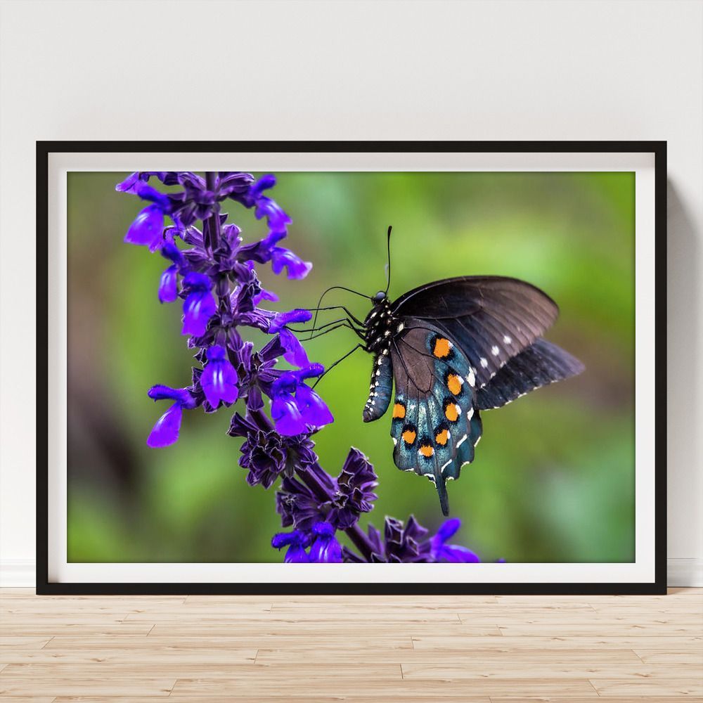 DebraMartz's tweet photo. "Pipevine Swallowtail" 
Framed Print by Debra Martz 
https://t.co/ABanXnNzLs 

#PipevineSwallowtail #pipevine #swallowtail #butterfly #purple #flowers #green #beautiful #colorful #photography #PhotographyIsArt #BuyIntoArt #AYearForArt #WallArt #HomeDecor https://t.co/CuElb5lOa8