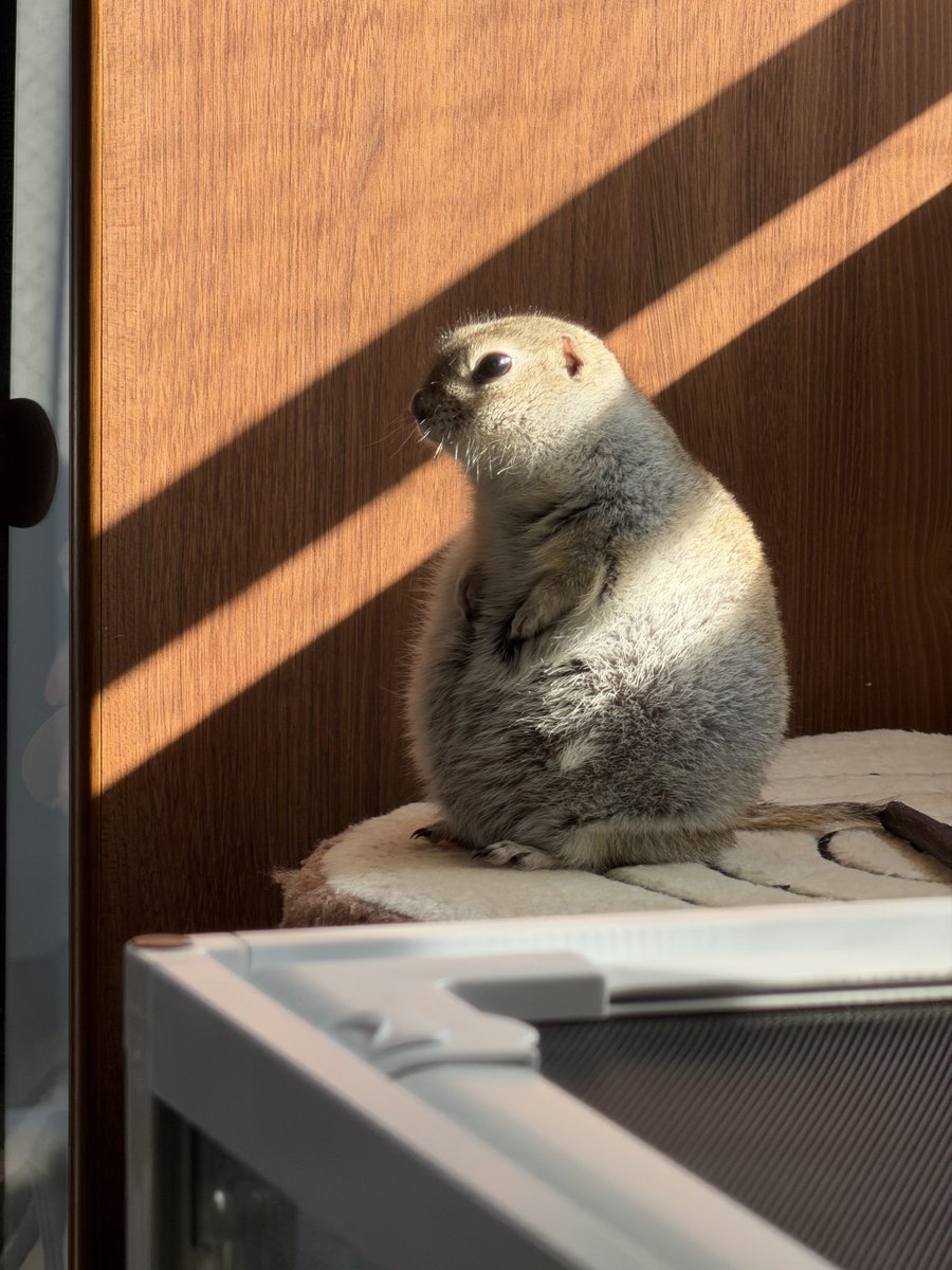 ニコルとウィリーといる日常 tweet media