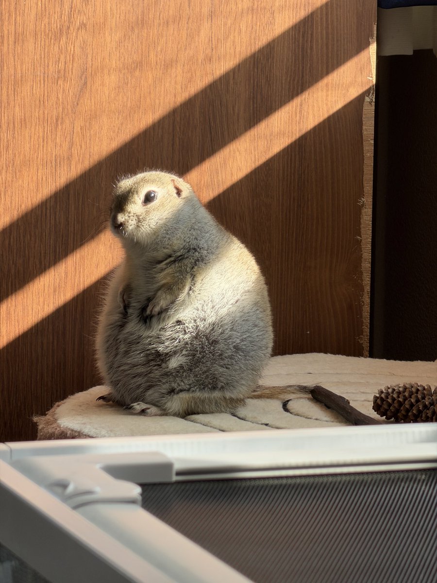 ニコルとウィリーといる日常 tweet media