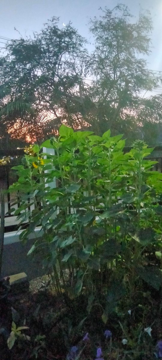 Morning เช้าวันเสาร์ วันแห่งความรัก กับอากาศดีๆ ที่บ้านนอก ด้วยอุณหภูมิ 21 องศา
❤️❤️🌹🌷