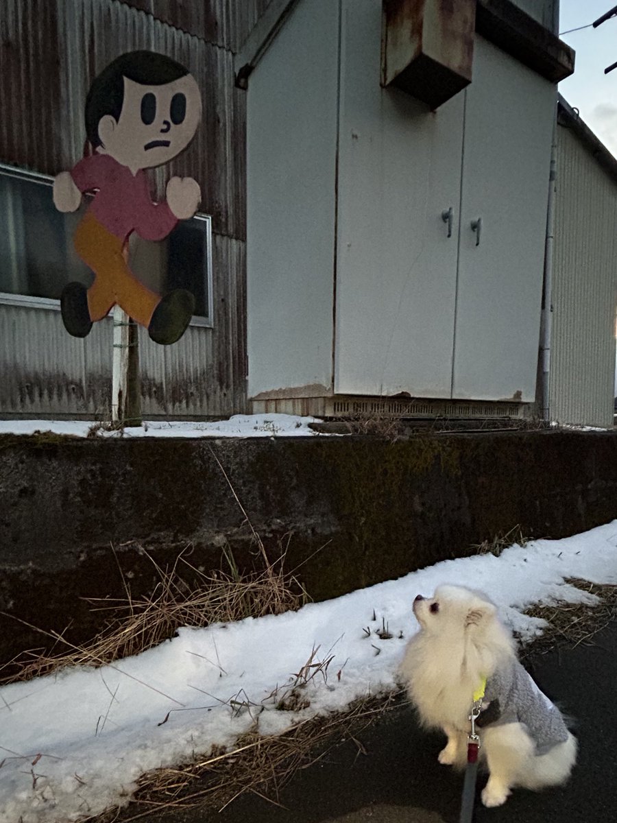 ポメラニアン ししまる らんまる (@shishimaru440_C) / Posts / X