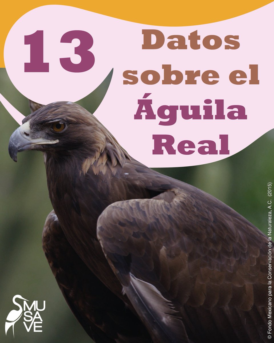 MuseodelasAves's tweet image. Te compartimos 13 datos sobre el Águila Real.

𝙼𝚄𝚂𝙴𝙾 𝙳𝙴 𝙻𝙰𝚂 𝙰𝚅𝙴𝚂 𝙳𝙴 𝙼É𝚇𝙸𝙲𝙾
𝙲𝙾𝙽𝙾𝙲𝙴𝚁 𝙿𝙰𝚁𝙰 𝚅𝙰𝙻𝙾𝚁𝙰𝚁 𝚈 𝙲𝙾𝙽𝚂𝙴𝚁𝚅𝙰𝚁
#museodelasavesdemexico #musave #birding #birdwatching #birdwatch #bird #águilareal