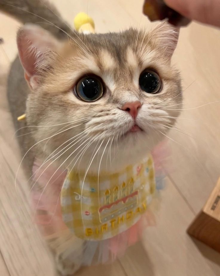 Cats all the way (@nekocatts) on Twitter photo 