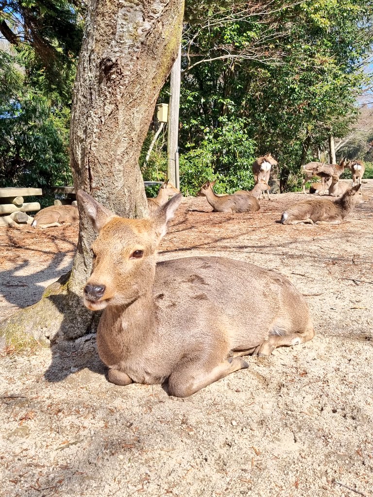 Ash May (If you ask nicely 💕) tweet media