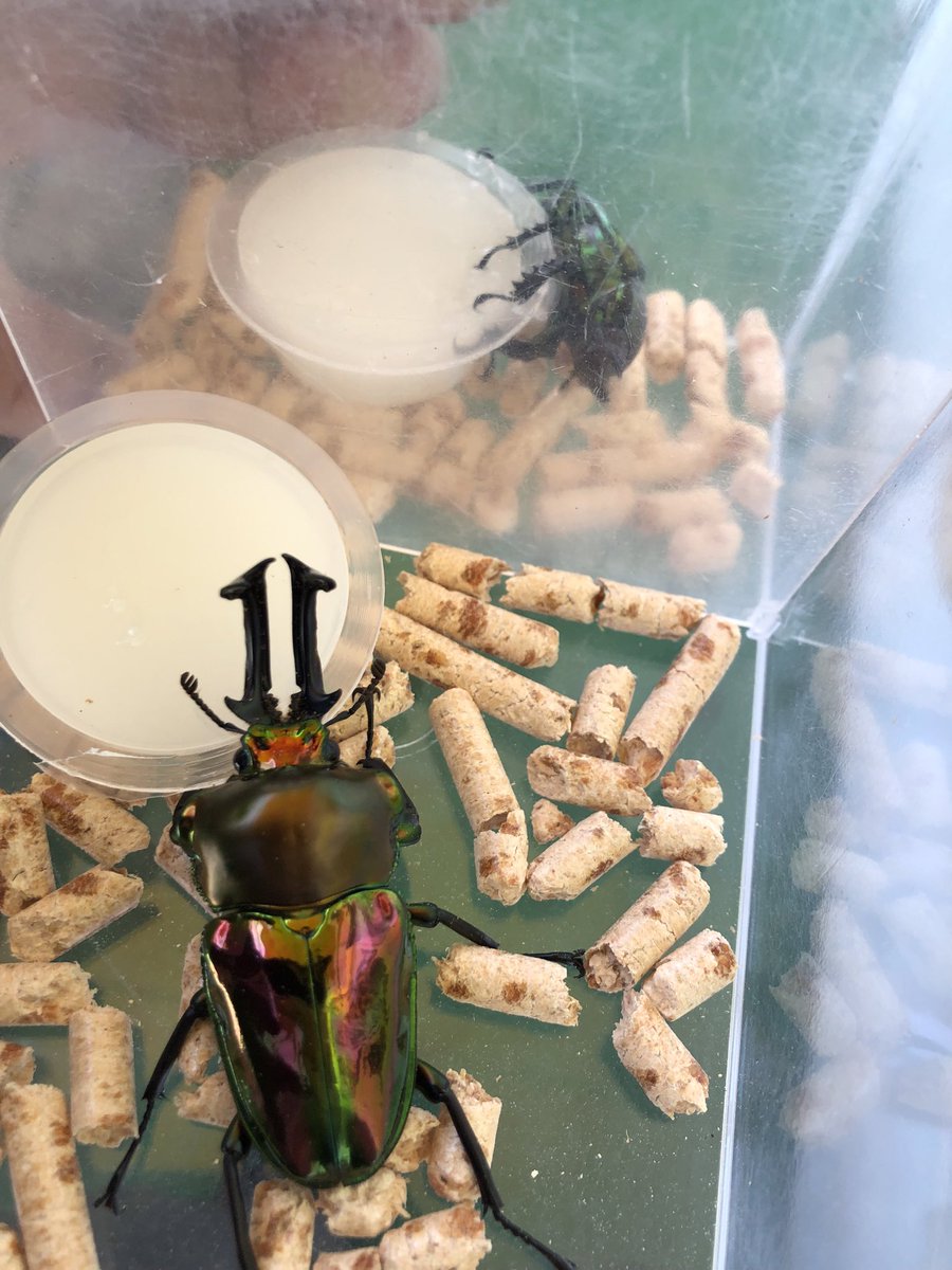 カブクワ仲間 ひとやすみ (@hitoyasumi2414) / Posts / X