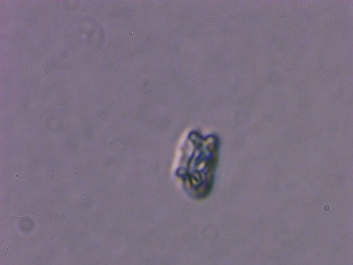 microbialDM tweet picture