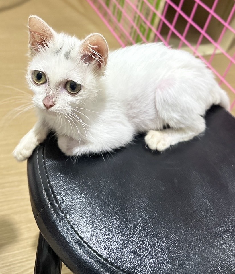 CatsterClub's tweet image. 🏡 หาบ้านให้น้องแมว 🏡 (ฝากประกาศ)
สายพันธุ์ ไม่ทราบเลยค่ะ อายุ 4-5 ด.
น้องเป็นแมวจรค่ะ เจอที่ข้างถนนถ้าไม่ช่วยก็คงจะโดนรถทับตาย พาไปหาหมอ หมอตรวจพบว่าเกิดมามีปัญหาขับถ่ายไม่ได้เพราะแทบจะไม่มีรูก้น รูเล็กแค่รูเข็มทำให้อึออกมาไม่ได้ หมอบอกจำเป็นต้องผ่าตัดด่วนเพราะฉุกเฉิน