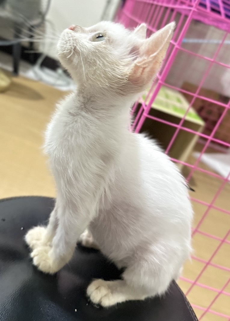 CatsterClub's tweet image. 🏡 หาบ้านให้น้องแมว 🏡 (ฝากประกาศ)
สายพันธุ์ ไม่ทราบเลยค่ะ อายุ 4-5 ด.
น้องเป็นแมวจรค่ะ เจอที่ข้างถนนถ้าไม่ช่วยก็คงจะโดนรถทับตาย พาไปหาหมอ หมอตรวจพบว่าเกิดมามีปัญหาขับถ่ายไม่ได้เพราะแทบจะไม่มีรูก้น รูเล็กแค่รูเข็มทำให้อึออกมาไม่ได้ หมอบอกจำเป็นต้องผ่าตัดด่วนเพราะฉุกเฉิน