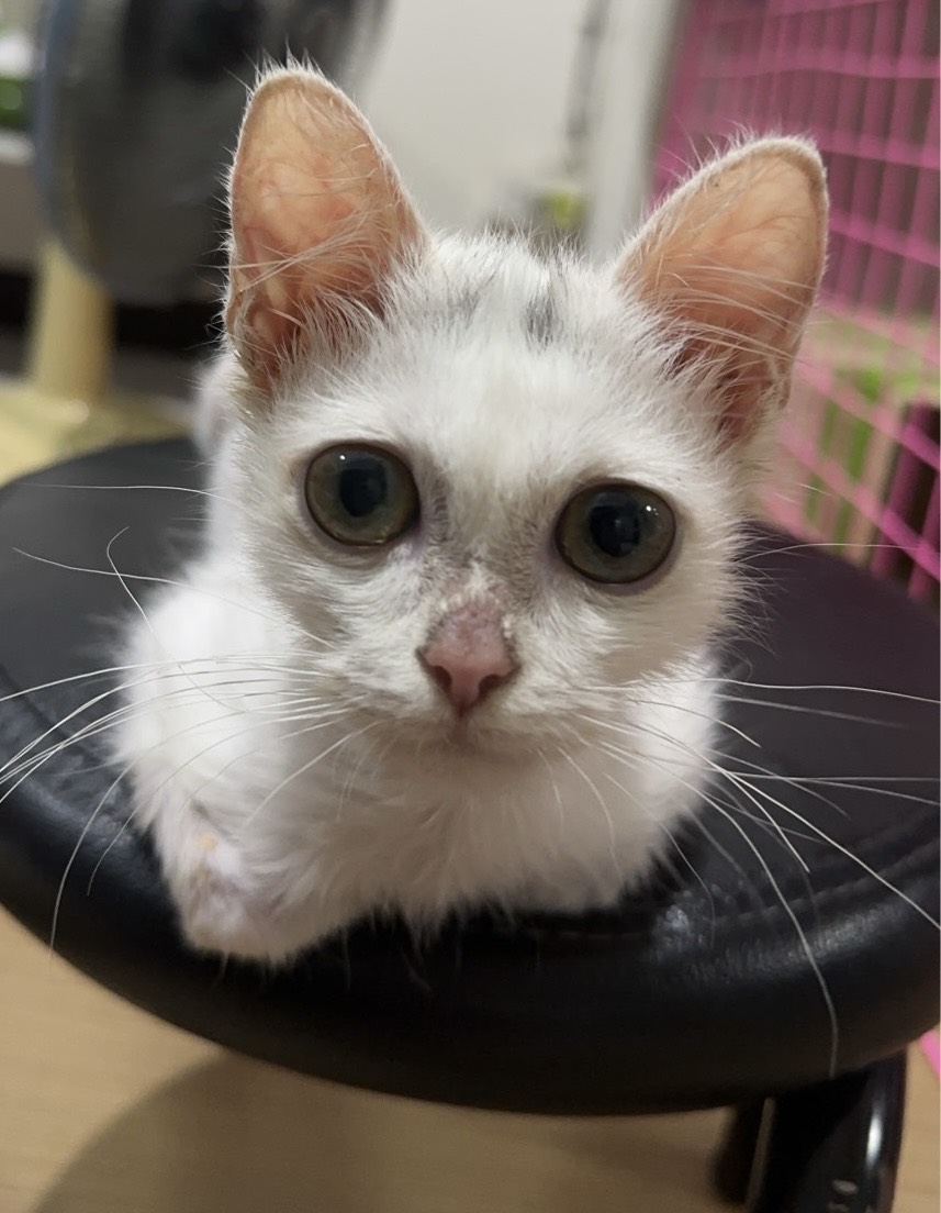 🏡 หาบ้านให้น้องแมว 🏡 (ฝากประกาศ)
สายพันธุ์ ไม่ทราบเลยค่ะ อายุ 4-5 ด.
น้องเป็นแมวจรค่ะ เจอที่ข้างถนนถ้าไม่ช่วยก็คงจะโดนรถทับตาย พาไปหาหมอ หมอตรวจพบว่าเกิดมามีปัญหาขับถ่ายไม่ได้เพราะแทบจะไม่มีรูก้น รูเล็กแค่รูเข็มทำให้อึออกมาไม่ได้ หมอบอกจำเป็นต้องผ่าตัดด่วนเพราะฉุกเฉิน