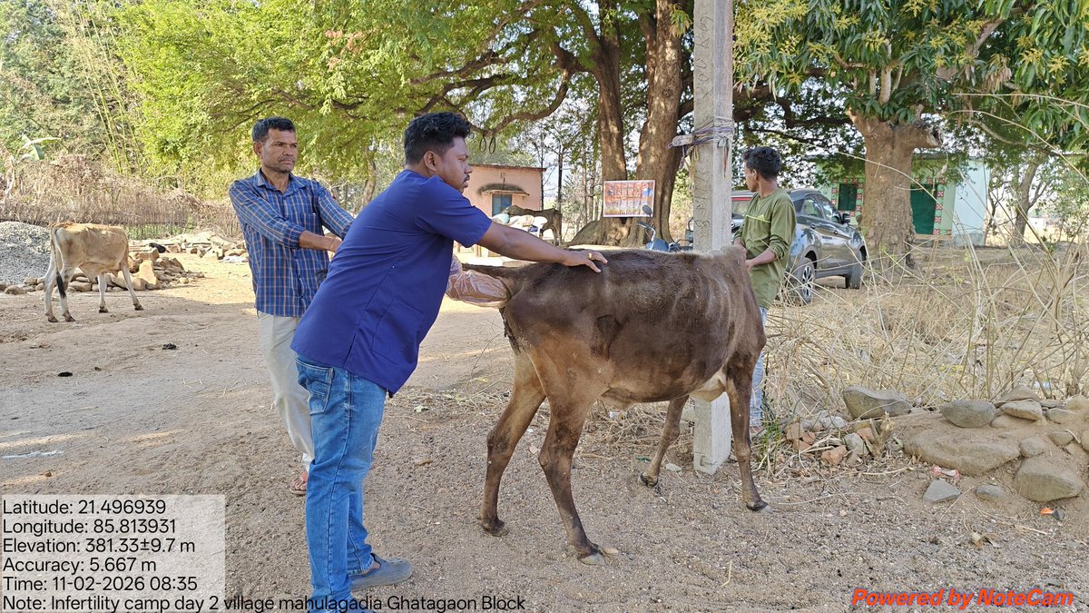 Ranjansoren's tweet photo. ଗୋ ବନ୍ଧ୍ୟା ନିରାକରଣ ଚିକିତ୍ସା ଶିବିର ଗ୍ରାମ ମହୁଲଗାଡିଆ,ବ୍ଲକ ଘଟଗାଁ @farddepartment @dahvsodisha @GokulanandaBJP @CMO_Odisha @anantanayakKJR https://t.co/BHp2sPkqev