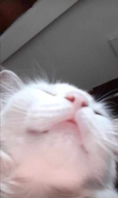 Hola nenes color carton mojado, acabo de crearme una nueva cuenta de Twitter (X) <a href="/elistrangez/">elistrangezz</a>  ahí estaré activo publicando mis tonterías todos los días, a todos los que me sigan los seguiré