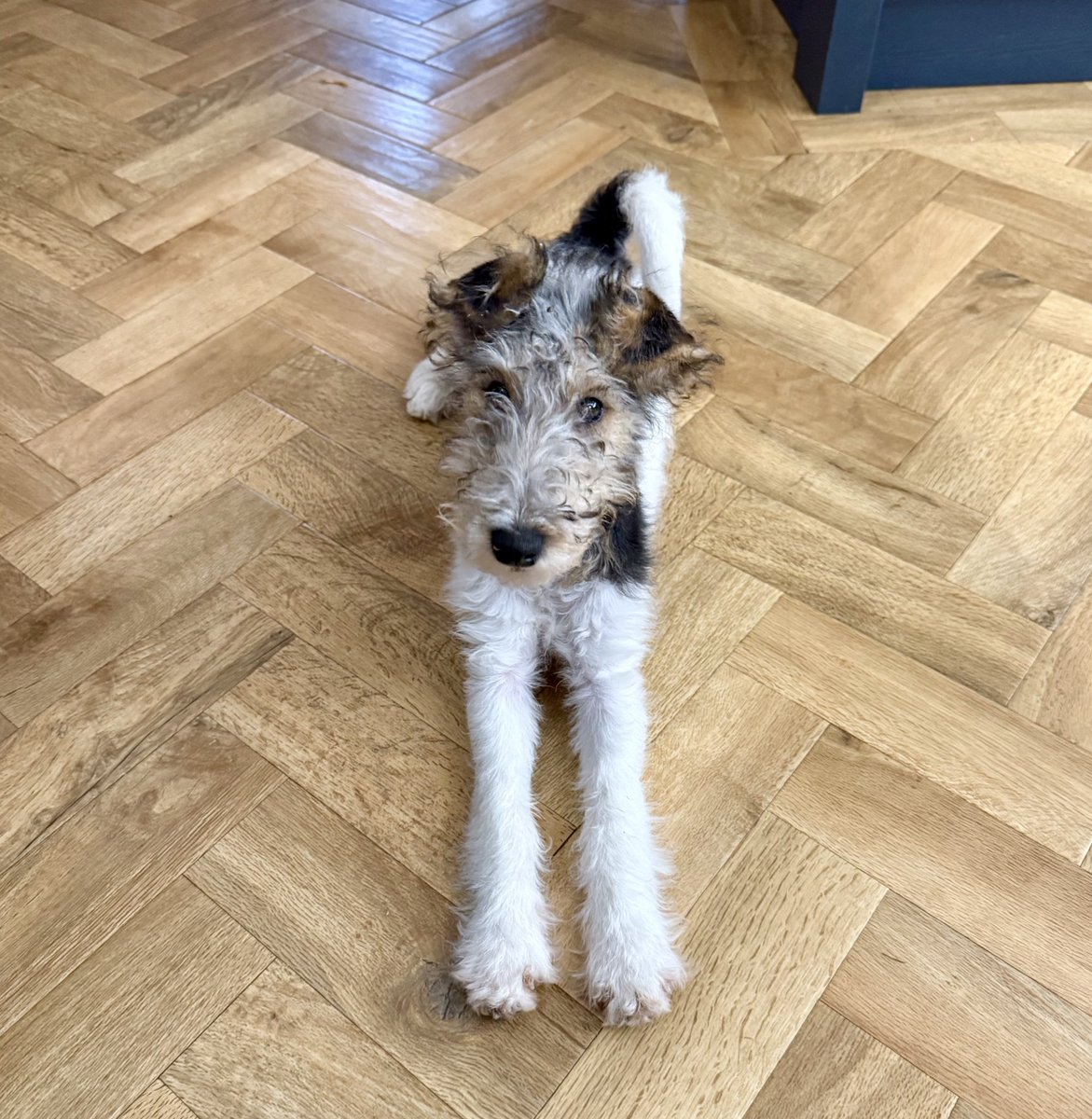 Margot Freckles Chimes tweet media