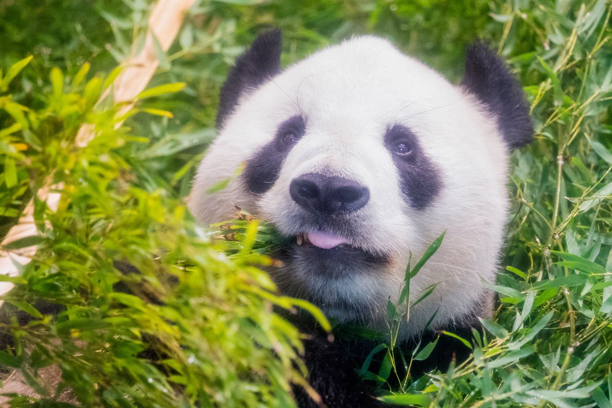 シャンちゃんLOVE (@marineb17001759) / Posts / X