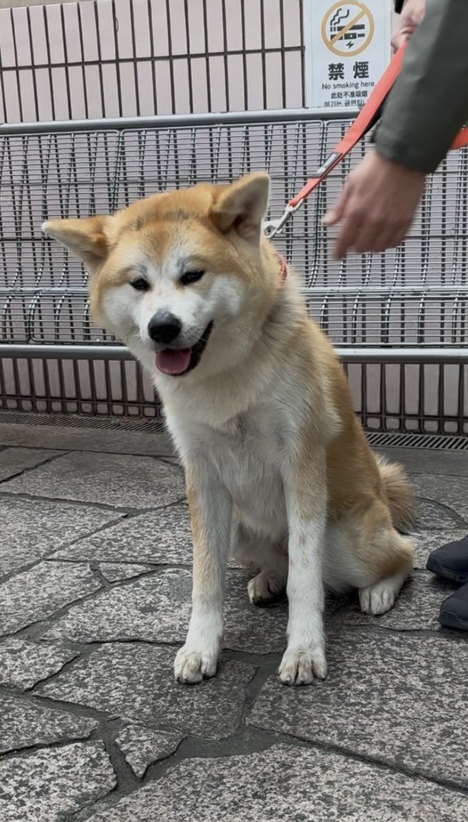 秋田犬に会いに来た！！
6匹も居た！！可愛い！！！！！！