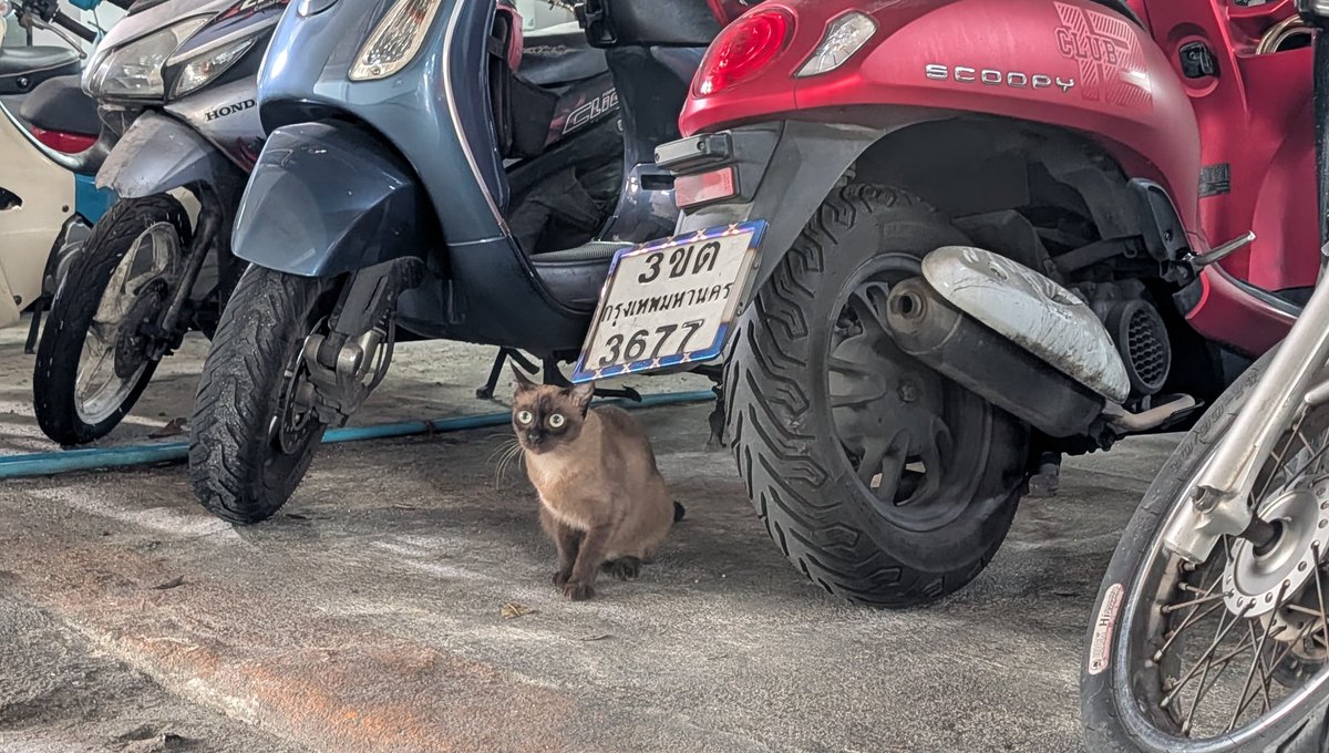 タイ猫ランド tweet media