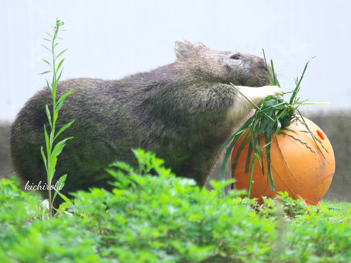バレンタインって
草あげるんだっけ

#ユキ　#ユキちゃん　#yuki　#五月山動物園 　#池田市　#ウォンバット　　#wombat　#wombatlove　 #satsukiyamazoo
