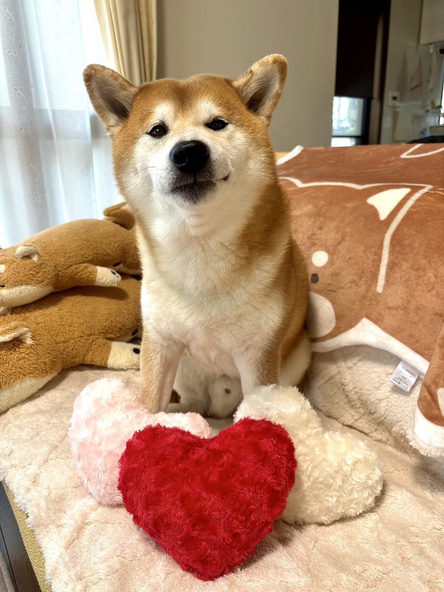 しばわんこ (@48dogchat1mame2) / Posts and Replies / X