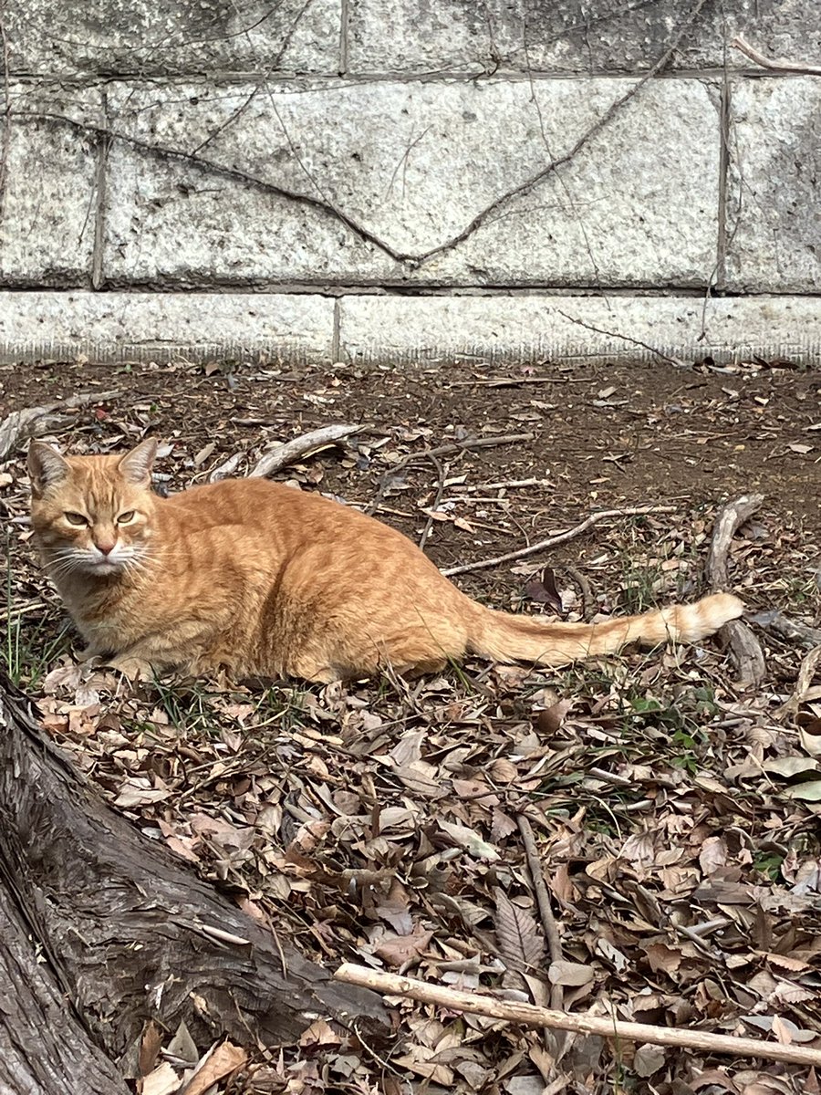 until_judgment's tweet photo. 迷い猫じゃないよね？2026/2/14(土)13:30武蔵野市井の頭公園三角広場近く　#迷い猫 https://t.co/ZERGiyONZv