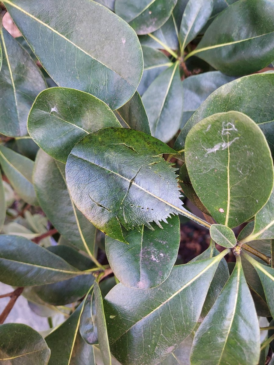 ほほう…世の中には「切り葉」ってのがあるのか。
カブトガニ切ってみました