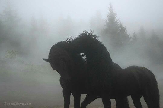 hîv. (@sorrrowfull) on Twitter photo 