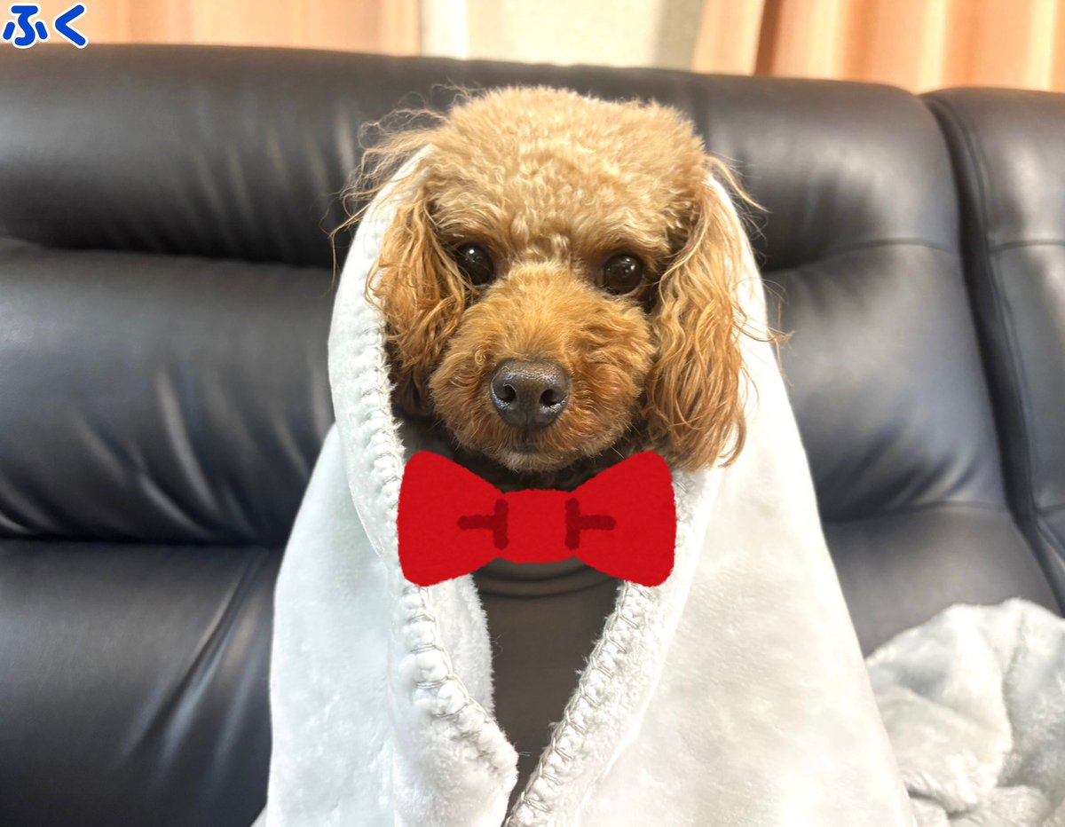 マンチカン大吉 Munchkin Daikichi (@Daikichi_0611) / Posts / X