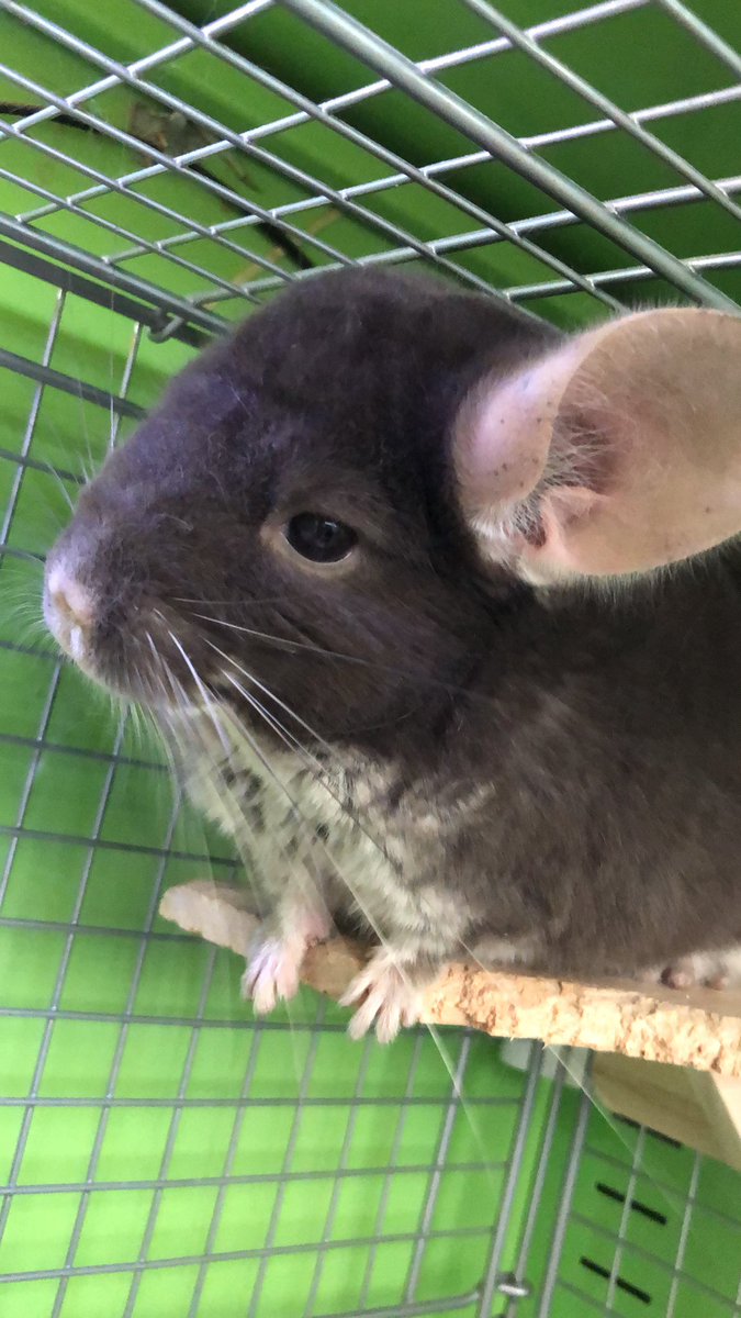 本日も13:00よりオープンしております！
各種ご飯体験もご案内可能です🙆‍♀️

お待ちしております✨

#池袋 #動物カフェ #アニマルカフェ #小動物 #爬虫類 #ふくろう #smallzoo